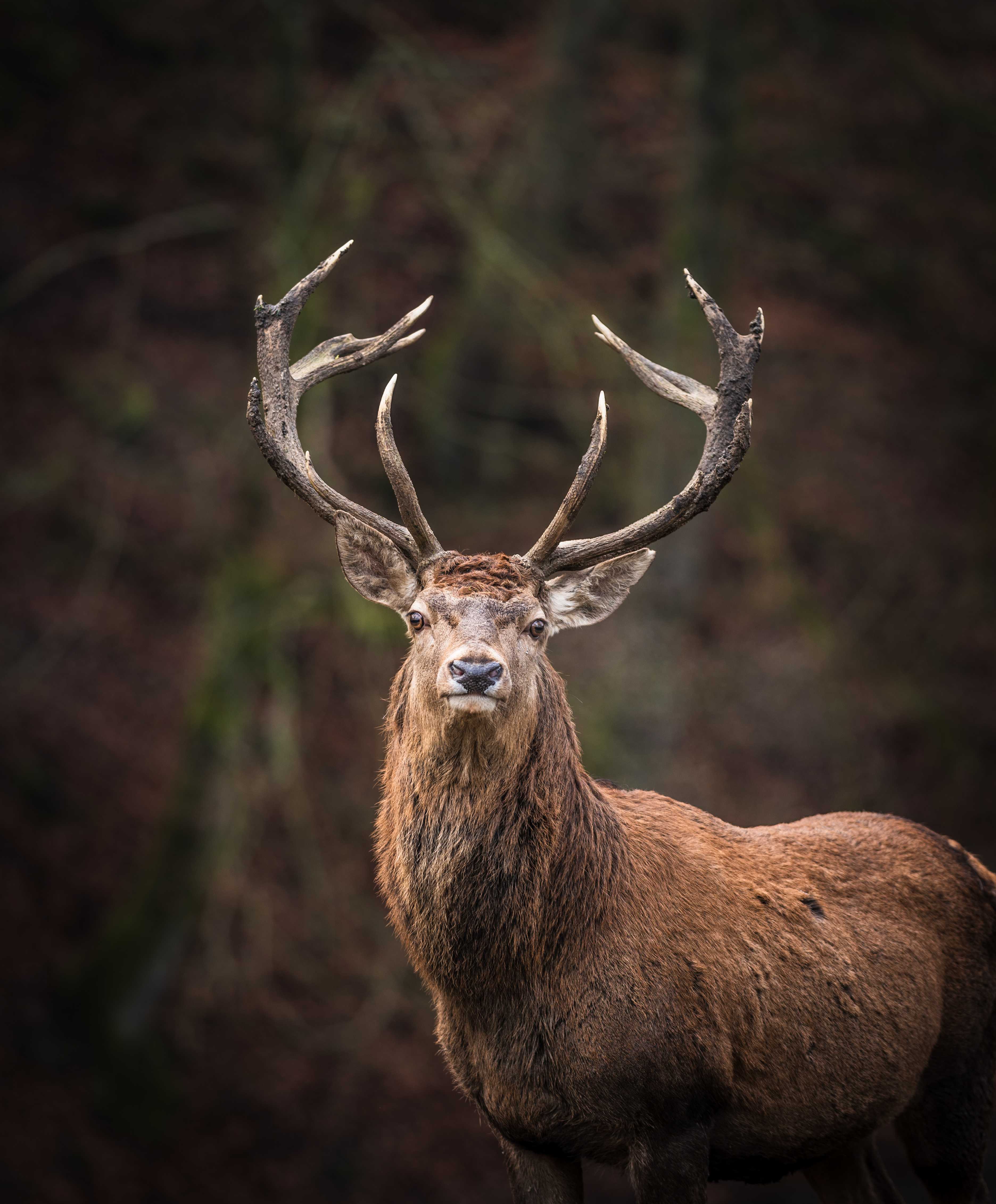 Cannock Chase District